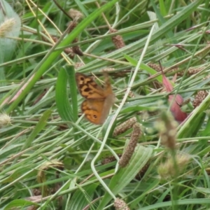 Heteronympha merope at Pialligo, ACT - 4 Jan 2022