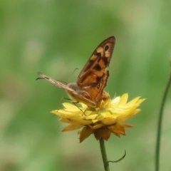 Heteronympha merope at Pialligo, ACT - 4 Jan 2022