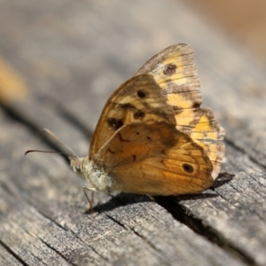 Heteronympha merope at Pialligo, ACT - 4 Jan 2022