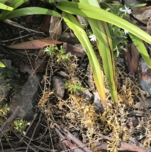 Dianella tasmanica at Cotter River, ACT - 28 Dec 2021