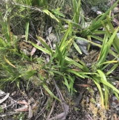 Dianella tasmanica at Cotter River, ACT - 28 Dec 2021