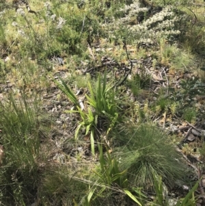 Dianella tasmanica at Cotter River, ACT - 28 Dec 2021