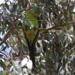 Polytelis swainsonii (Superb Parrot) at Pialligo, ACT - 4 Jan 2022 by RodDeb