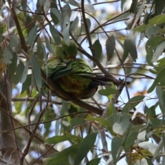 Polytelis swainsonii at Pialligo, ACT - suppressed