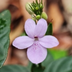 Pseuderanthemum variabile (Pastel Flower) at Yerriyong, NSW - 5 Jan 2022 by RobG1