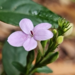 Pseuderanthemum variabile at Yerriyong, NSW - 5 Jan 2022 01:13 PM