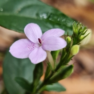 Pseuderanthemum variabile at Yerriyong, NSW - 5 Jan 2022