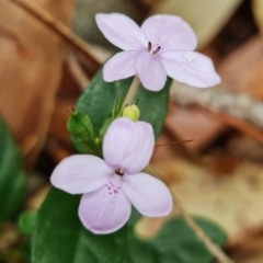 Pseuderanthemum variabile at Yerriyong, NSW - 5 Jan 2022 01:13 PM