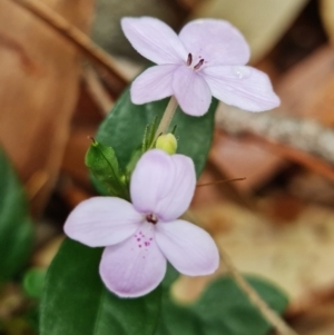 Pseuderanthemum variabile at Yerriyong, NSW - 5 Jan 2022 01:13 PM