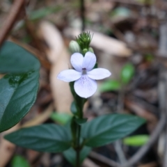 Pseuderanthemum variabile at Yerriyong, NSW - 5 Jan 2022 01:13 PM