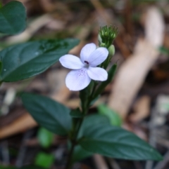 Pseuderanthemum variabile at Yerriyong, NSW - 5 Jan 2022 01:13 PM