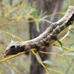 Neola semiaurata at Paddys River, ACT - 5 Jan 2022