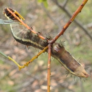 Neola semiaurata at Paddys River, ACT - 5 Jan 2022