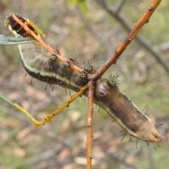 Neola semiaurata at Paddys River, ACT - 5 Jan 2022