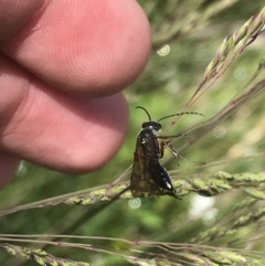 Unidentified Wasp (Hymenoptera, Apocrita) at Cotter River, ACT - 28 Dec 2021 by Tapirlord