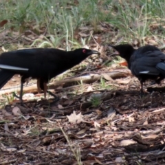 Corcorax melanorhamphos (White-winged Chough) at Pialligo, ACT - 4 Jan 2022 by RodDeb