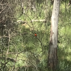 Petroica phoenicea at Cotter River, ACT - 28 Dec 2021