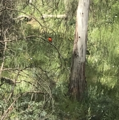 Petroica phoenicea at Cotter River, ACT - 28 Dec 2021