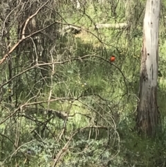 Petroica phoenicea at Cotter River, ACT - 28 Dec 2021