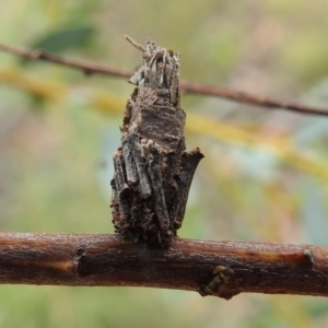 Psychidae (family) IMMATURE at Paddys River, ACT - 5 Jan 2022 01:51 PM