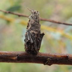 Psychidae (family) (Unidentified case moth or bagworm) at Paddys River, ACT - 5 Jan 2022 by HelenCross