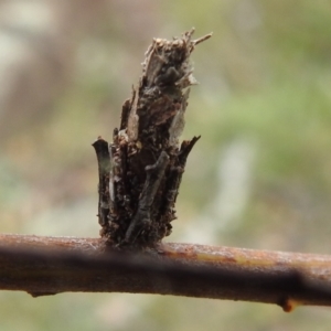 Psychidae (family) IMMATURE at Paddys River, ACT - 5 Jan 2022