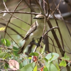 Lalage tricolor at Pialligo, ACT - 4 Jan 2022