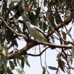 Lalage tricolor at Pialligo, ACT - 4 Jan 2022