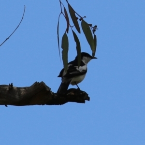 Lalage tricolor at Pialligo, ACT - 4 Jan 2022