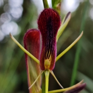 Cryptostylis hunteriana at Yerriyong, NSW - suppressed
