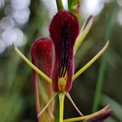 Cryptostylis hunteriana (Leafless Tongue Orchid) at Yerriyong, NSW - 5 Jan 2022 by RobG1