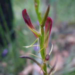 Cryptostylis hunteriana at Yerriyong, NSW - suppressed