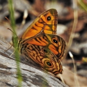 Geitoneura acantha at Paddys River, ACT - 5 Jan 2022