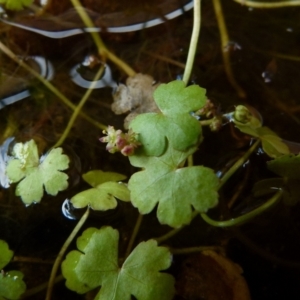 Hydrocotyle sibthorpioides at Boro, NSW - 4 Jan 2022