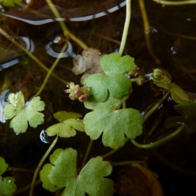 Hydrocotyle sibthorpioides (A Pennywort) at Boro - 4 Jan 2022 by Paul4K