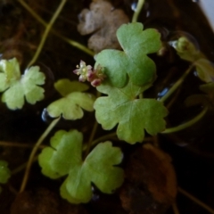 Hydrocotyle sibthorpioides at Boro, NSW - 4 Jan 2022