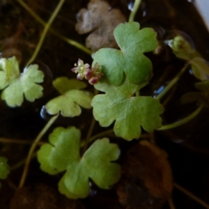 Hydrocotyle sibthorpioides at Boro, NSW - 4 Jan 2022