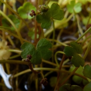 Hydrocotyle sibthorpioides at Boro, NSW - 4 Jan 2022