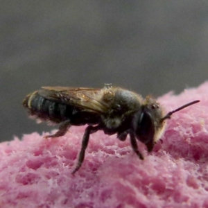 Apis mellifera at Queanbeyan, NSW - suppressed