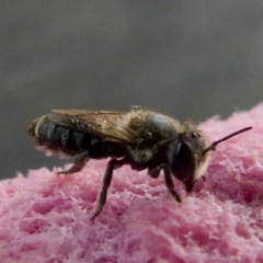 Apis mellifera (European honey bee) at Queanbeyan, NSW - 5 Jan 2022 by Paul4K