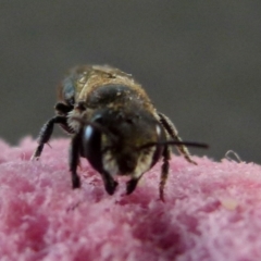 Apis mellifera at Queanbeyan, NSW - suppressed