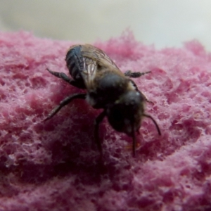 Apis mellifera at Queanbeyan, NSW - suppressed