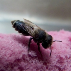 Apis mellifera at Queanbeyan, NSW - suppressed