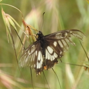 Papilio anactus at Paddys River, ACT - 5 Jan 2022