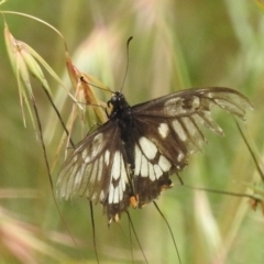 Papilio anactus (Dainty Swallowtail) at Bullen Range - 5 Jan 2022 by HelenCross