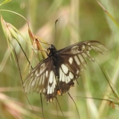 Papilio anactus at Paddys River, ACT - 5 Jan 2022 02:19 PM