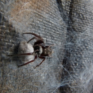 Lampona sp. (genus) at Queanbeyan, NSW - 5 Jan 2022