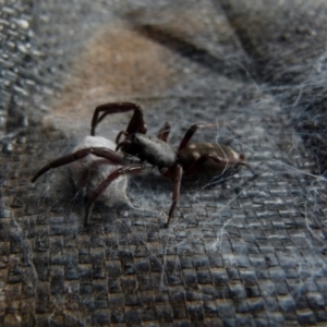 Lampona sp. (genus) at Queanbeyan, NSW - 5 Jan 2022