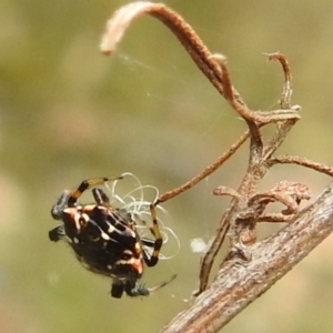 Austracantha minax at Paddys River, ACT - 5 Jan 2022