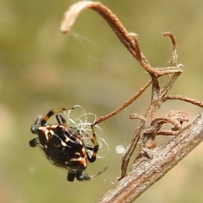 Austracantha minax (Christmas Spider, Jewel Spider) at Paddys River, ACT - 5 Jan 2022 by HelenCross